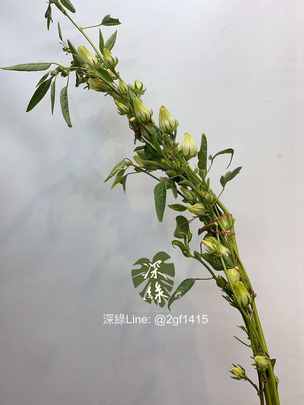 image_CA82B8C1-7156-4B30-A879-8B9BA97018EF_1760414879