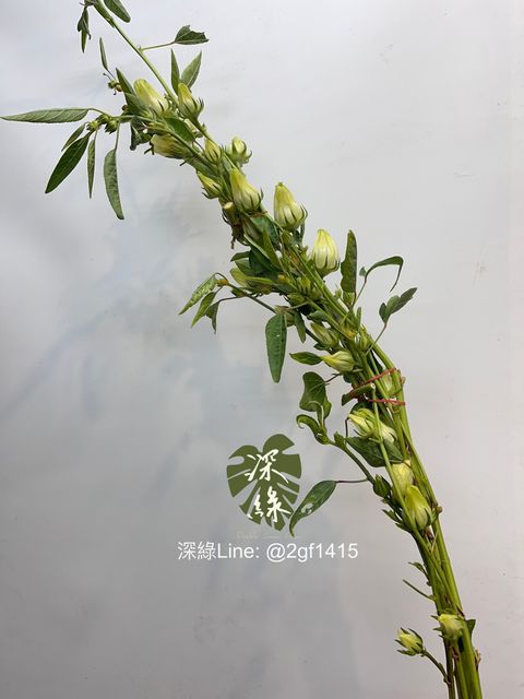 image_CA82B8C1-7156-4B30-A879-8B9BA97018EF_1760414879