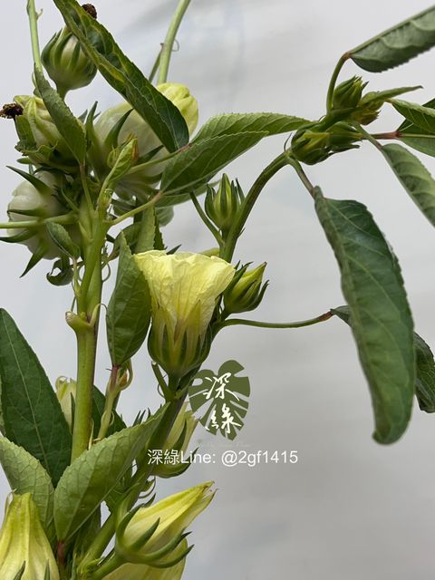 image_188E41B5-045F-4E73-994D-A5EEAC623A15_1760414879