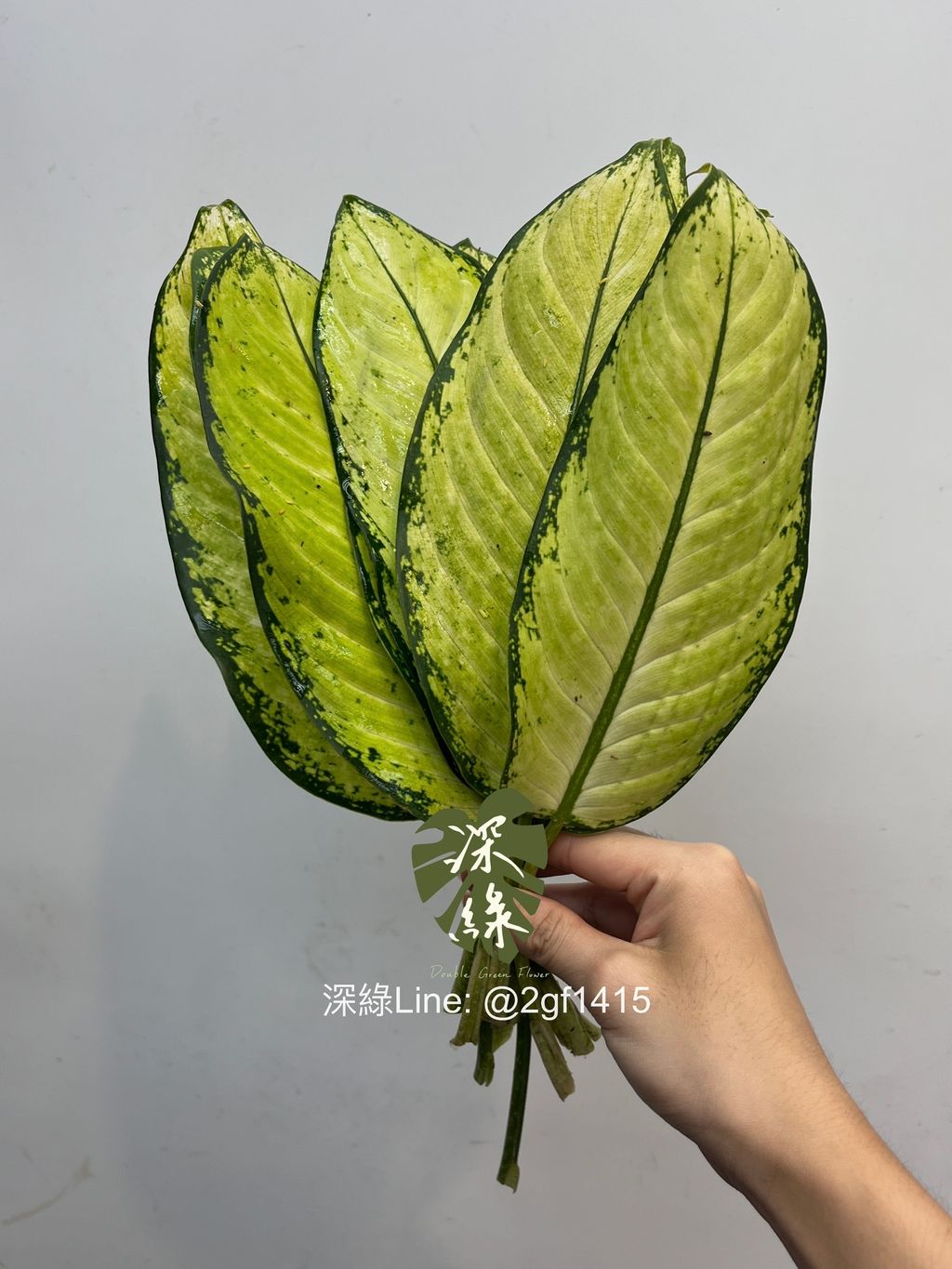 image_7F1CA5E9-4968-44A9-B9BF-5553E15942EE_1760414917