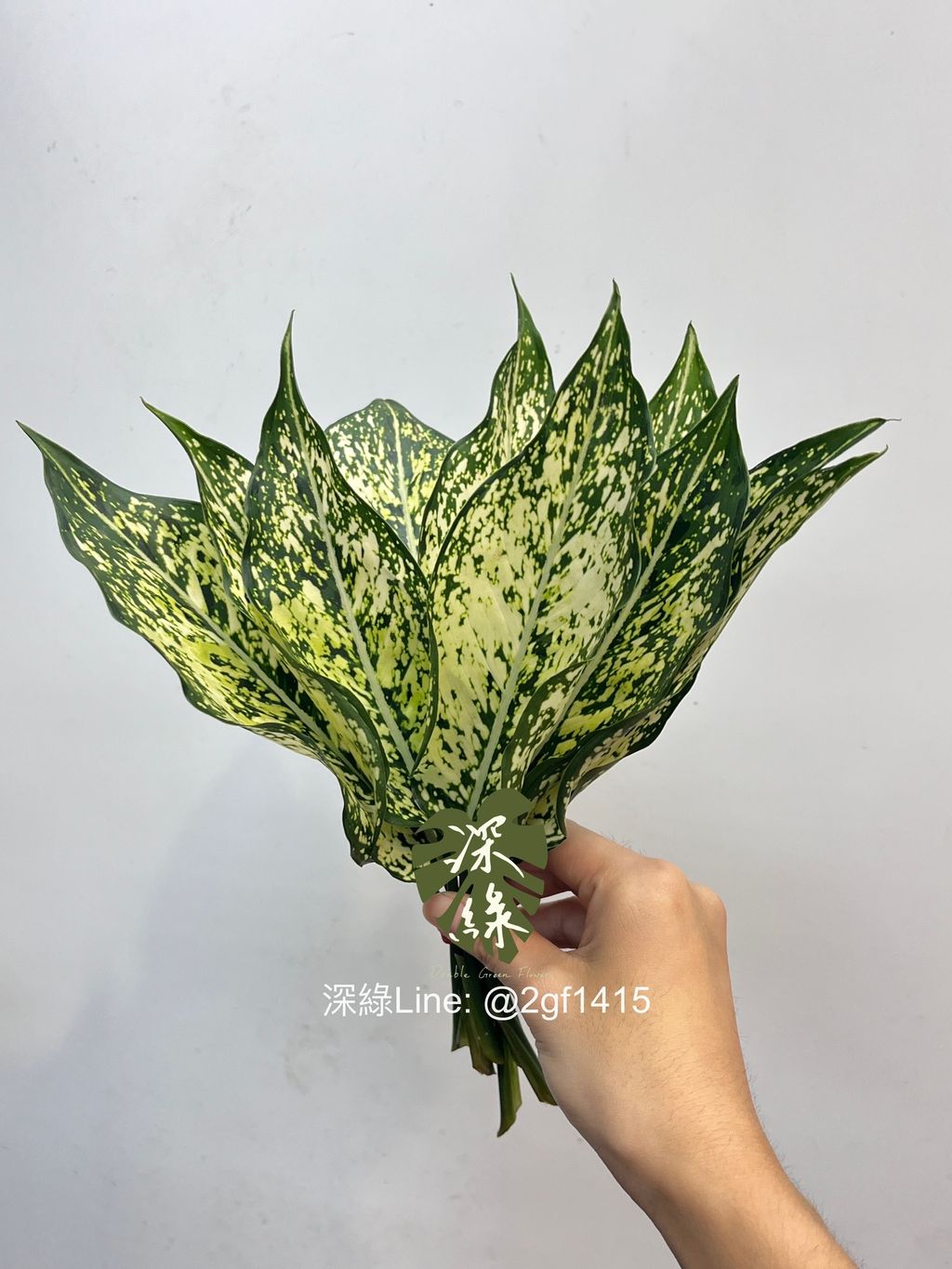 image_0660105D-812F-4790-82FF-F94CB21BD4E9_1760414964