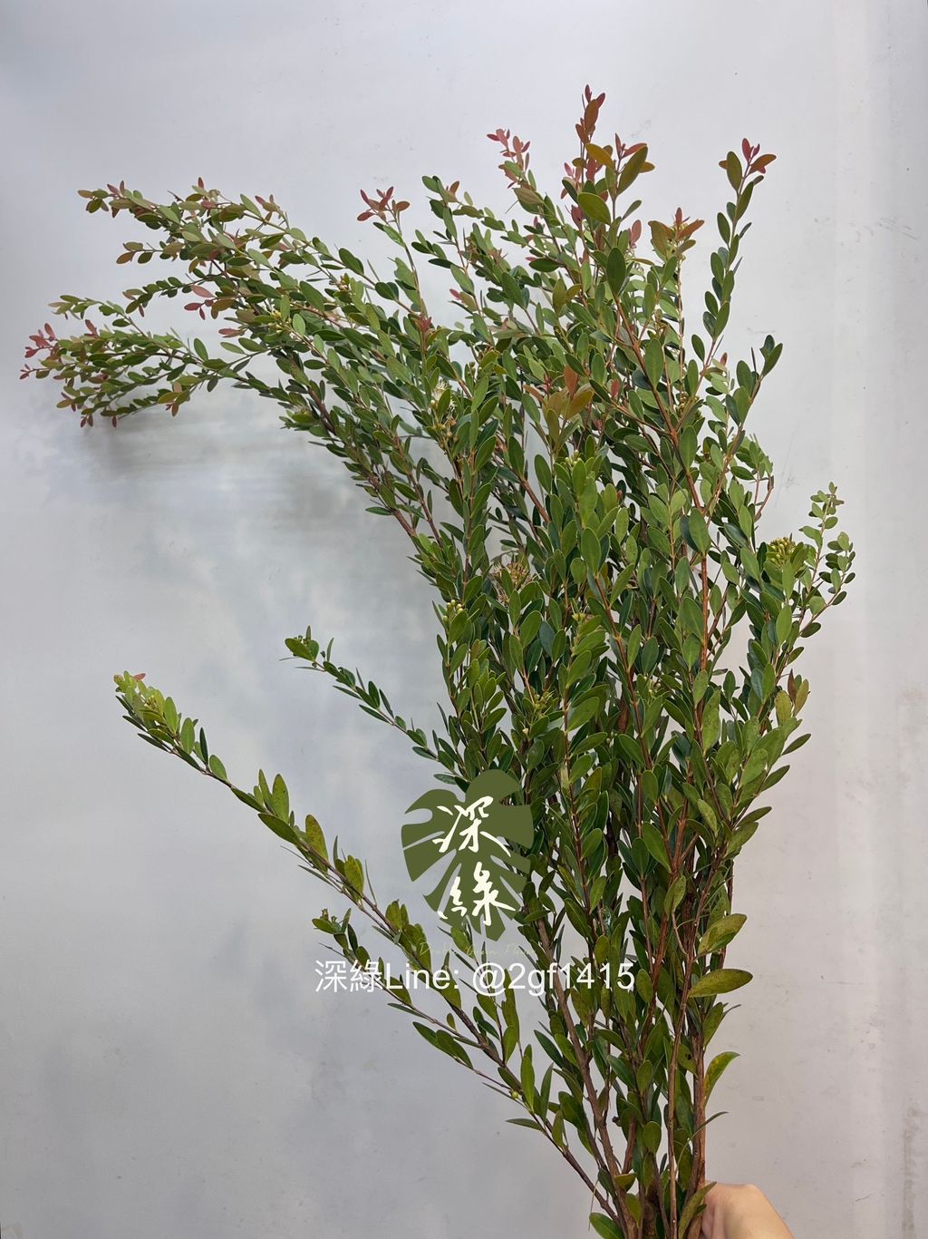 image_D38FF52D-AC5D-46FB-A39C-39FFEECB4094_1760415002