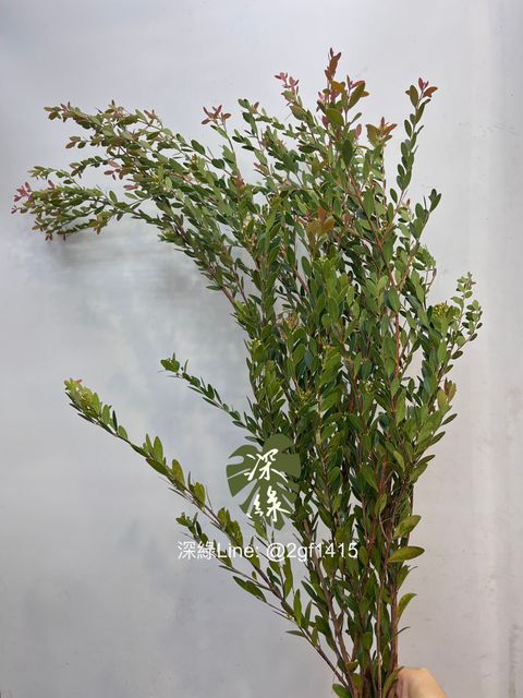 image_D38FF52D-AC5D-46FB-A39C-39FFEECB4094_1760415002