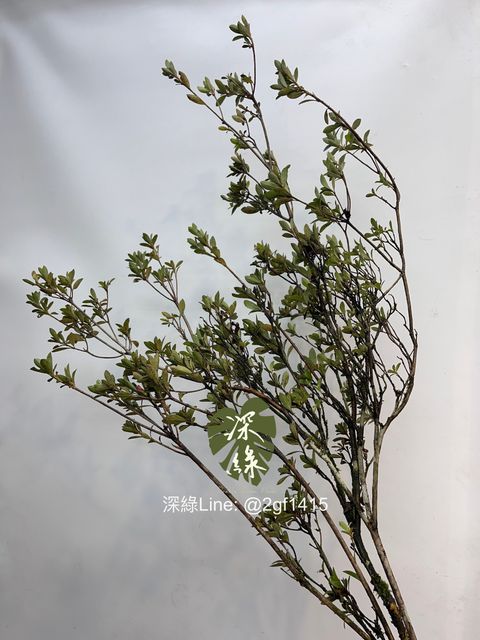 image_CA45742D-08D0-4EBF-AE30-C2D6C126C049_1760415028
