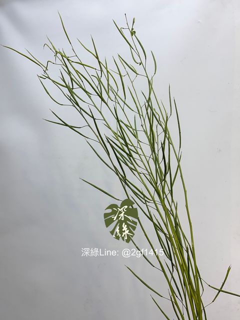 image_E689ADE7-896D-4206-95D6-A3E9BBE206D2_1760415154