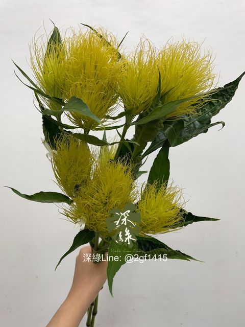 image_B122E54C-F384-4CC0-B1AC-6D34FD890E0C_1760328804
