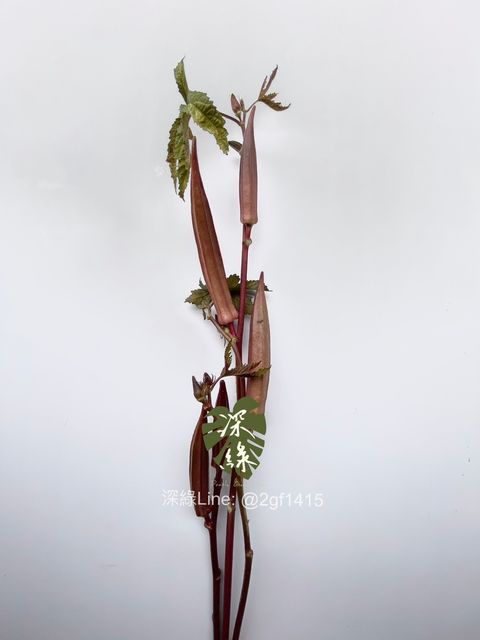 image_5C404F16-A89D-4BA4-B92E-7984F55E904A_1760425131