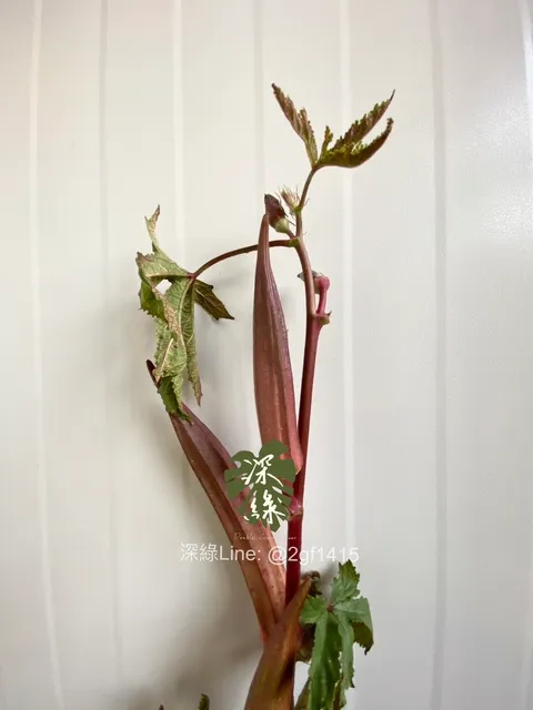 image_2A3F9E79-2CDD-40F5-A232-1230CCC78A62_1760425138