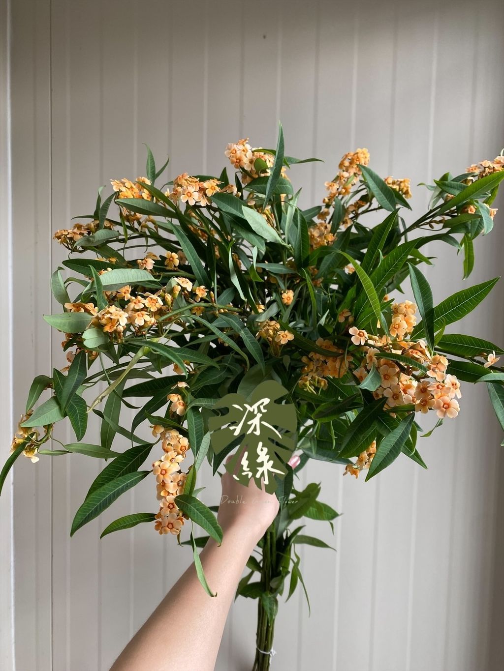 image_408B9A43-5417-4E74-8A19-79C9DD0A1689_1760668007