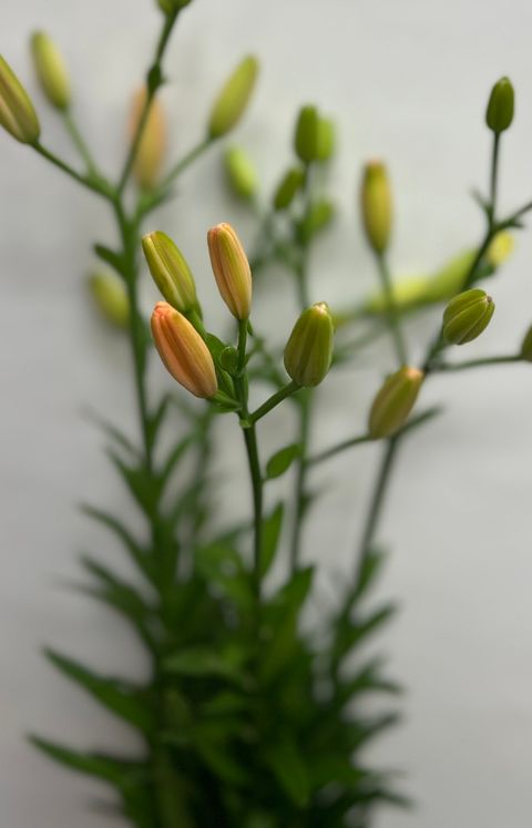 image_D3D994BC-C1C9-4102-BFAA-1F15C4CA8E16_1760866702
