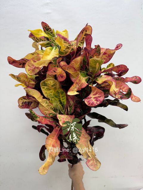 image_1F2CE3FE-8866-4DB1-9BB2-9D3562A0305B_1760934464