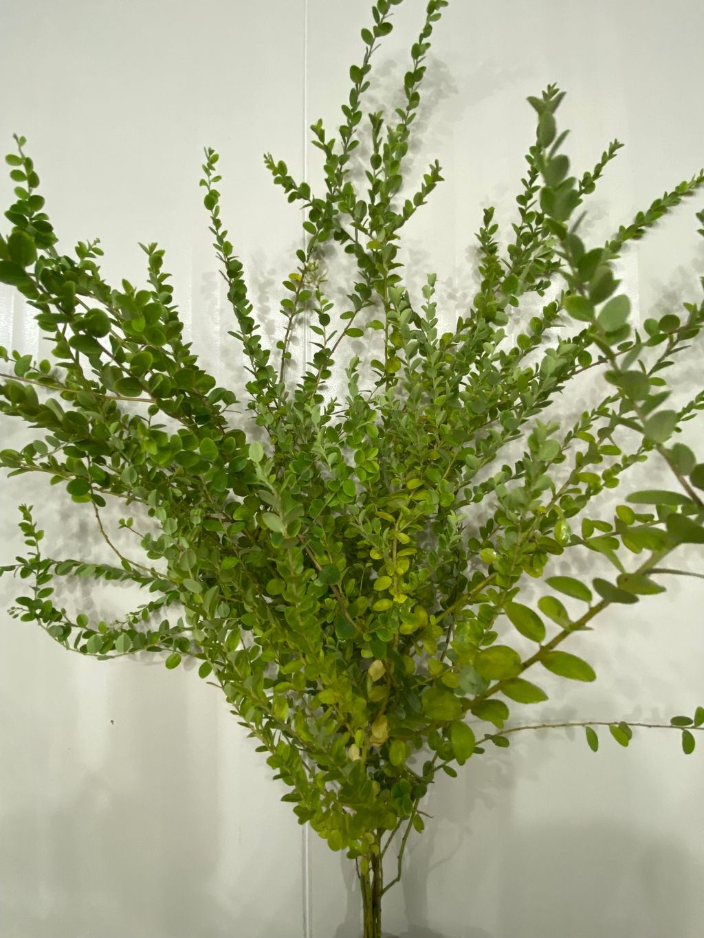 image_CF05ED08-A3D7-41E6-8D75-F09DC87F48E5_1760946361