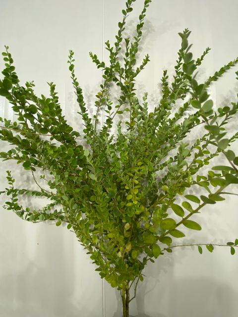 image_CF05ED08-A3D7-41E6-8D75-F09DC87F48E5_1760946361