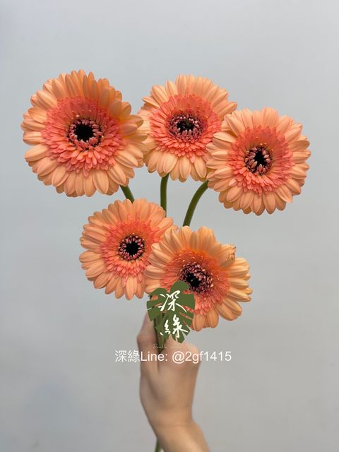image_489EF2D1-9D6A-45A9-A9A2-89F97367F116_1760979363