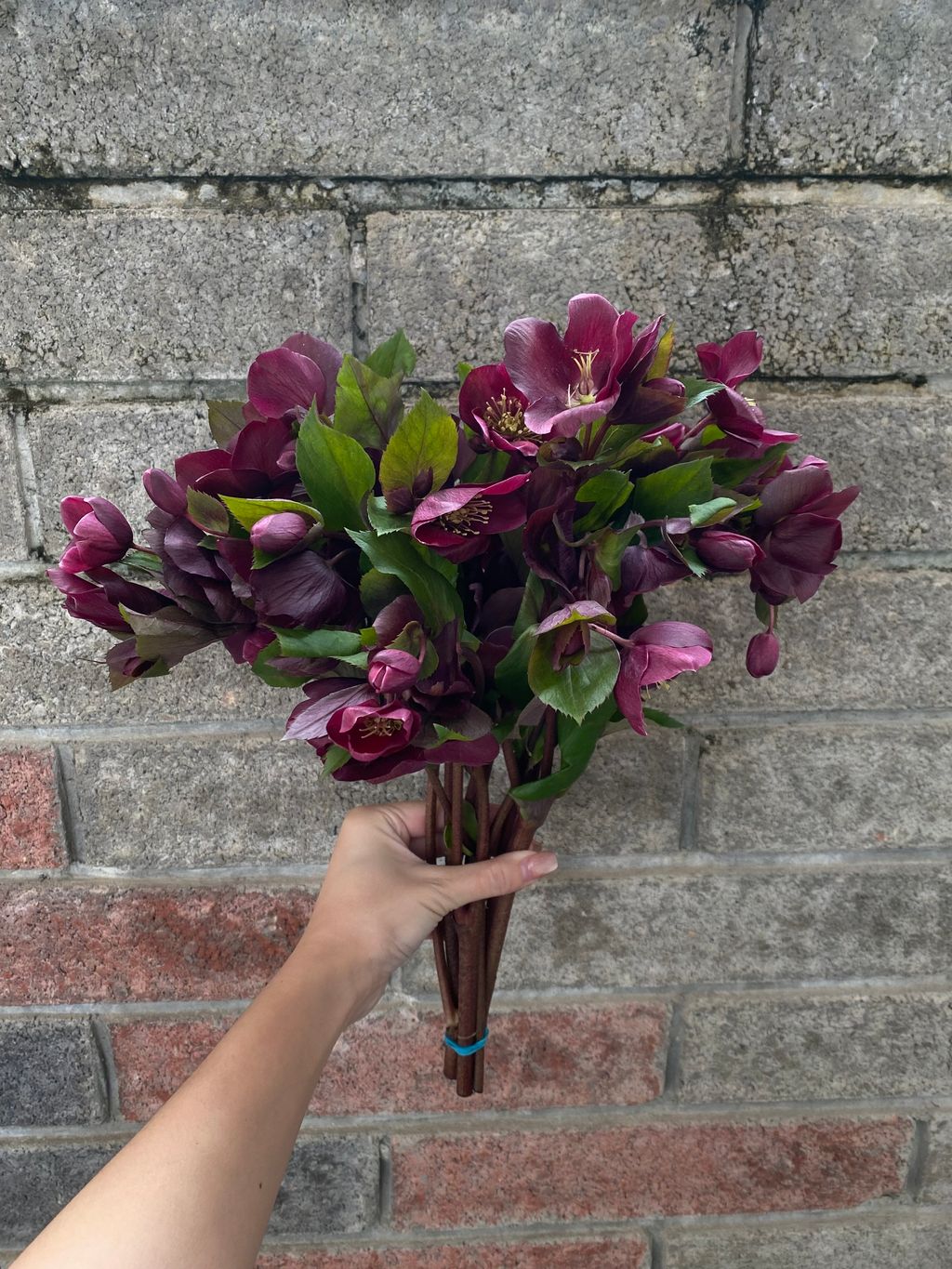 image_77BE8850-DD0C-45F5-9F34-1B2EA502C5AE_1760979466