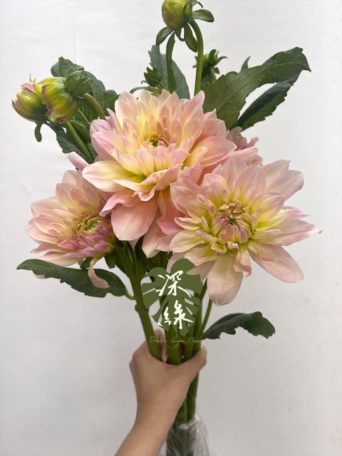 image_52C7E955-03A9-471E-9EB6-2BE9BE168203_1761005290