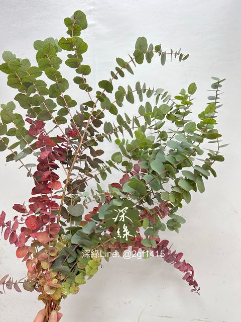 image_7F8B7211-A94F-4498-AA79-D34D1441DFBD_1761019390