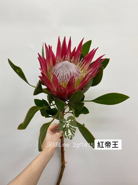 AIL4fc-_k9o7IWerdmHyTtbDNWaK18ns6ldM8EiMT3Ebbk9SWCByIHSeAPVNFVA-V8hmPcLsQw_V4lOFLCo-ciLOL6FOnmxNV3HdCh4TM05sLAp7l4Q6UI0uc_zP2aMBQFl-FDPRSi3ni4inqeibMSRwmAPk=w634-h845-s-no