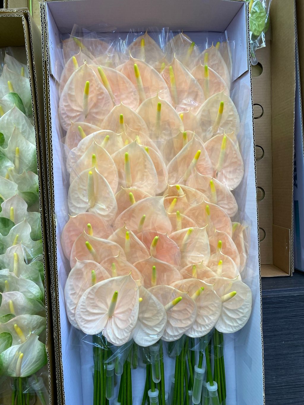 IMG_0170-1721188713350