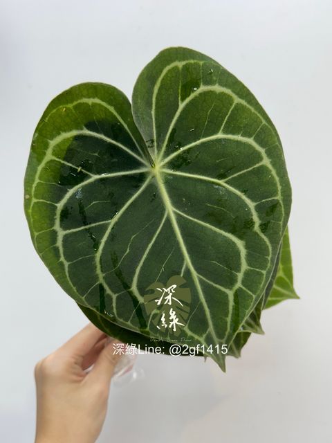 image_08527623-E9B1-4C3B-9671-11CBB2E318B9_1761444450