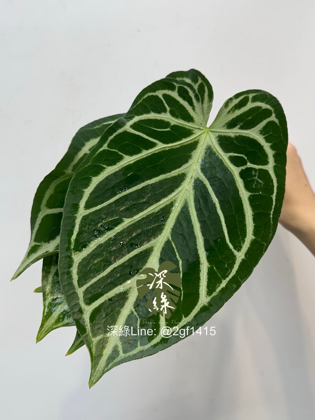 image_FFCB38CD-387F-412C-AF67-0B235C47C191_1761444509