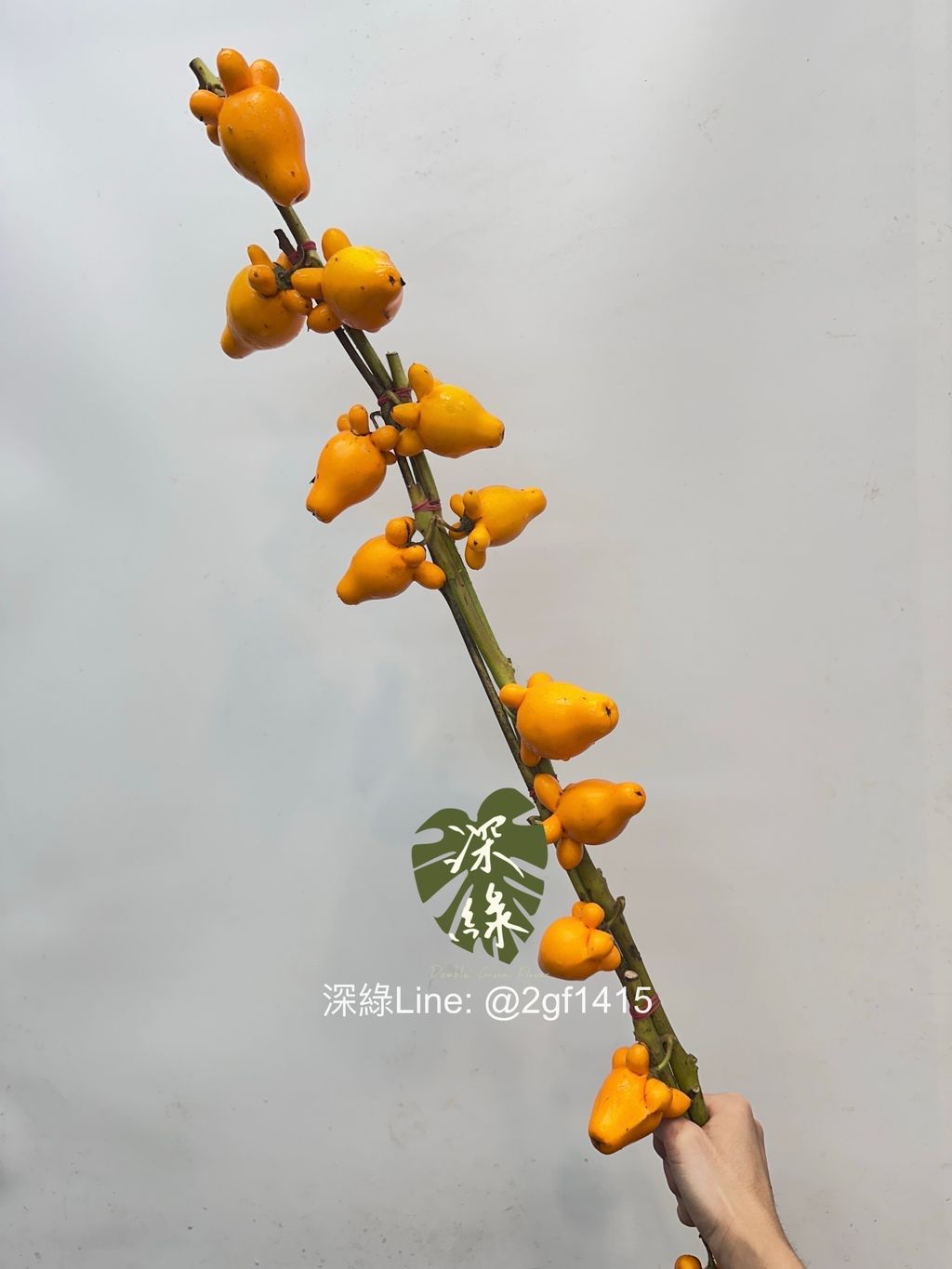 image_F042C32A-98B9-429C-B263-6D274F30FEC3_1761444537