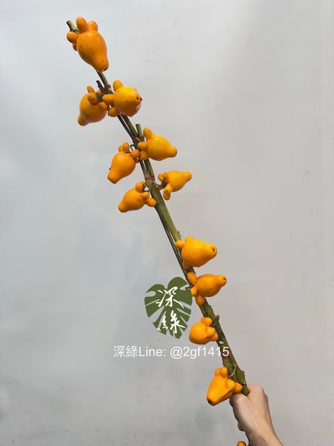 image_F042C32A-98B9-429C-B263-6D274F30FEC3_1761444537