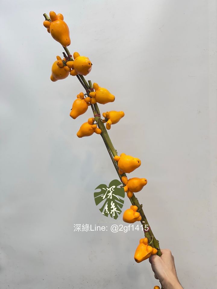 image_F042C32A-98B9-429C-B263-6D274F30FEC3_1761444537