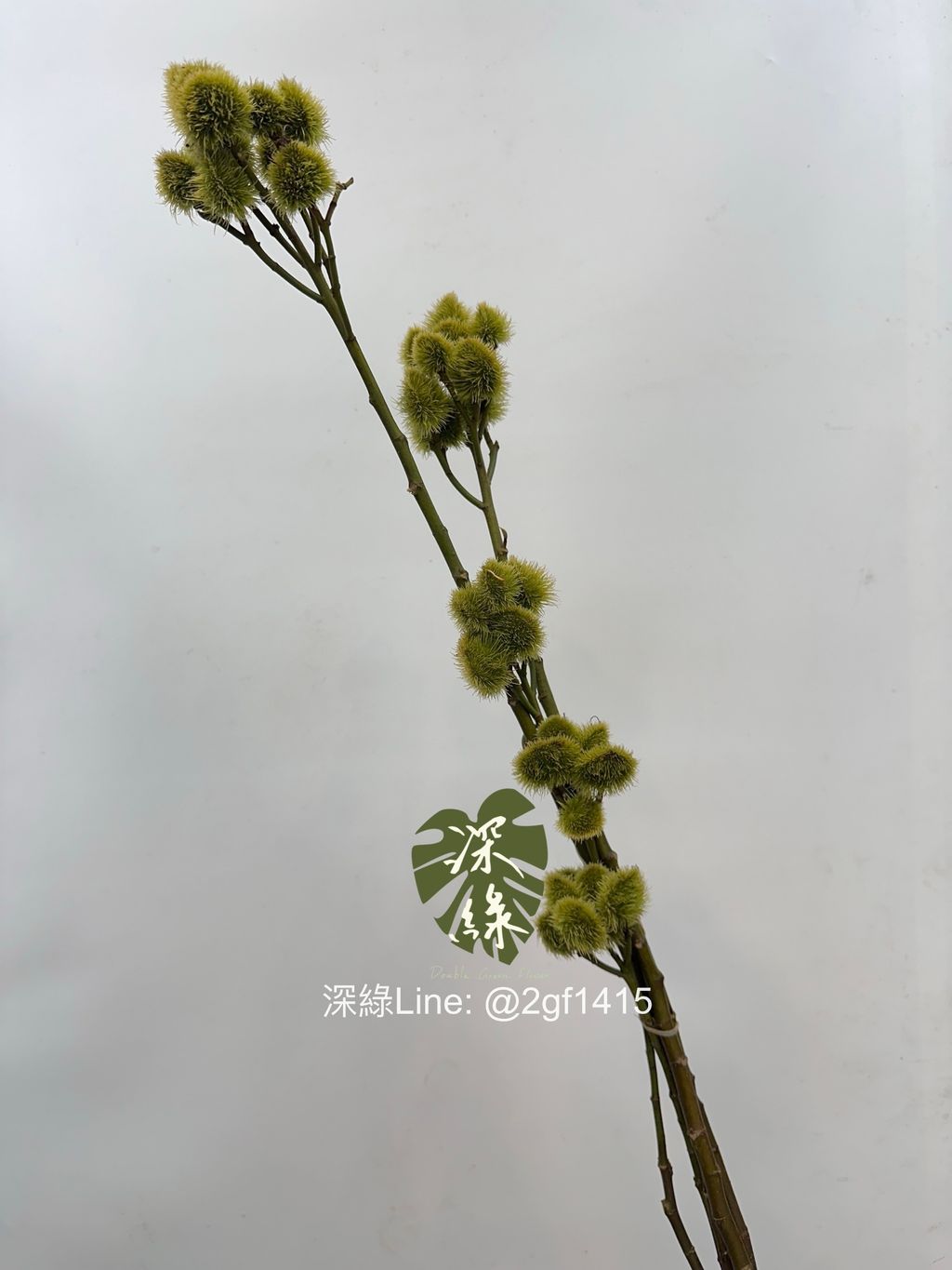 image_24405B2D-C9C7-4247-AFC3-B089C2F21E67_1761444588