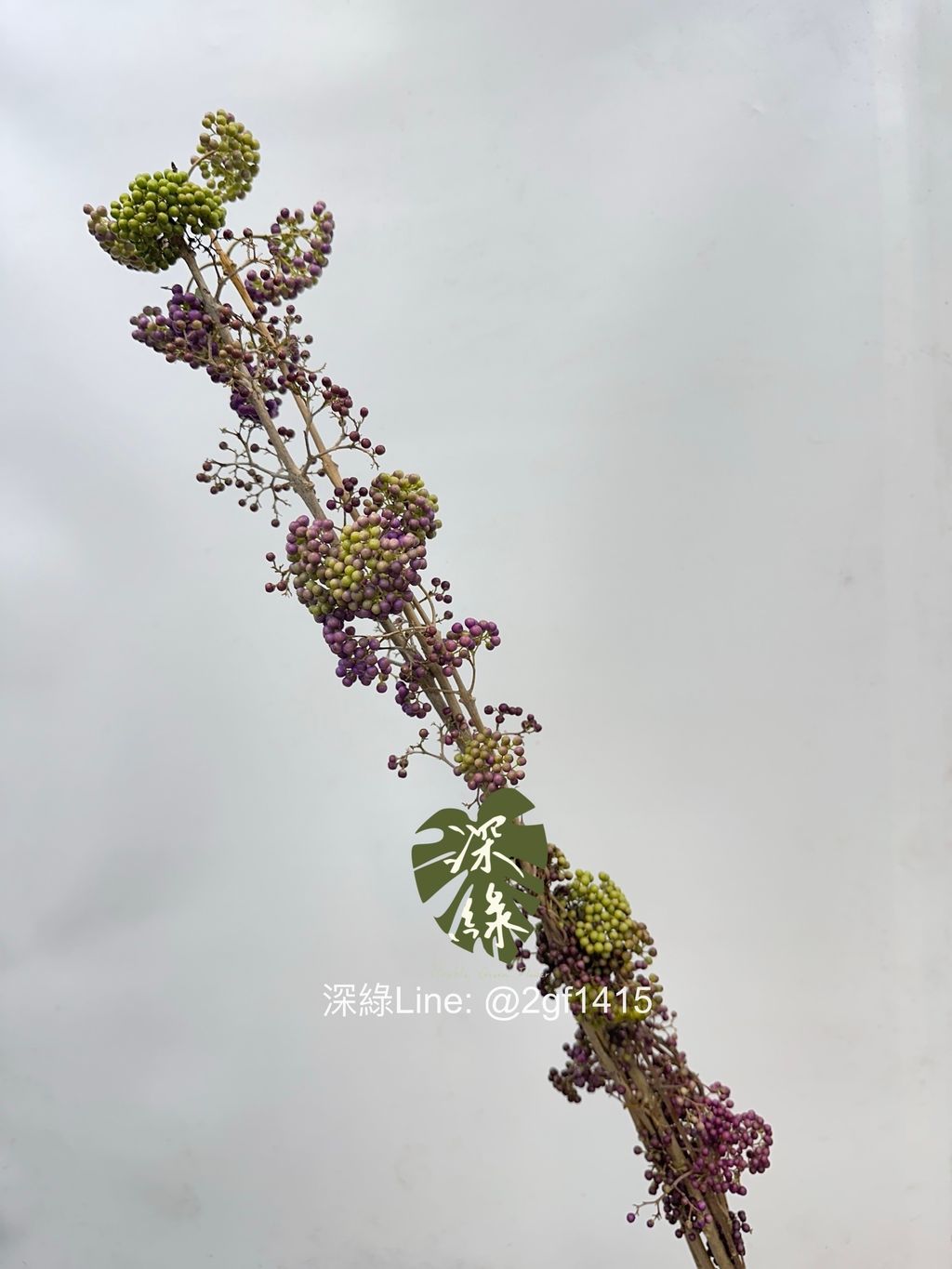 image_41F6A4DD-16DE-4CC7-B1B9-ED8F4C72F1F2_1761444631