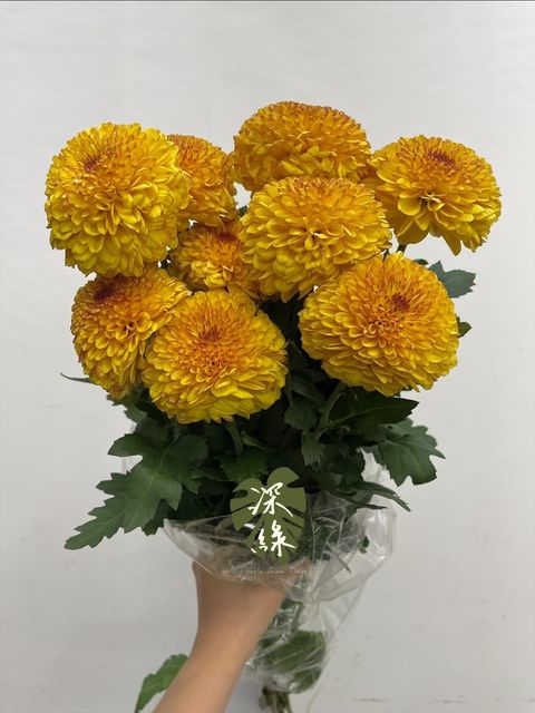 image_8C2DEFDA-3FBB-4E12-92FD-97178BC8161A_1751956088