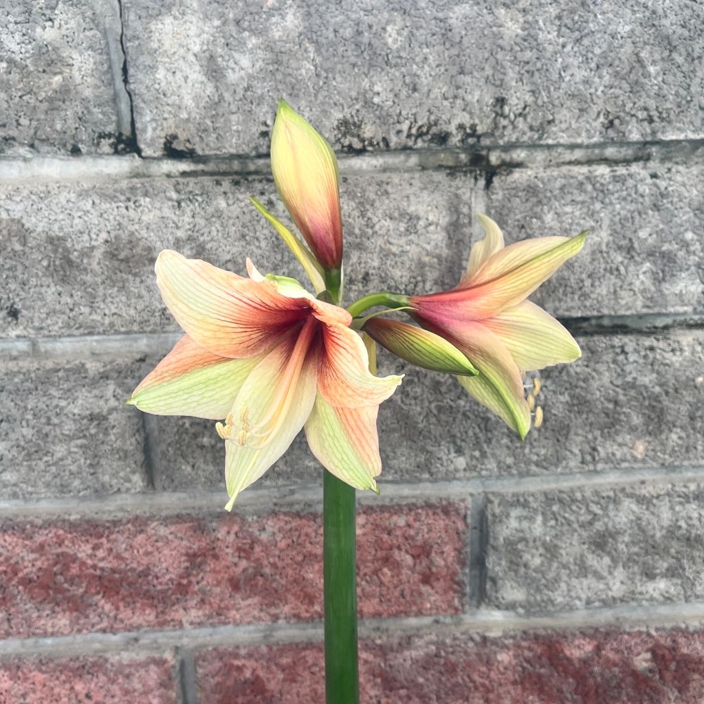 image_3EAEBCEA-BA4B-4739-8DB6-05D131D4299B_1761614629