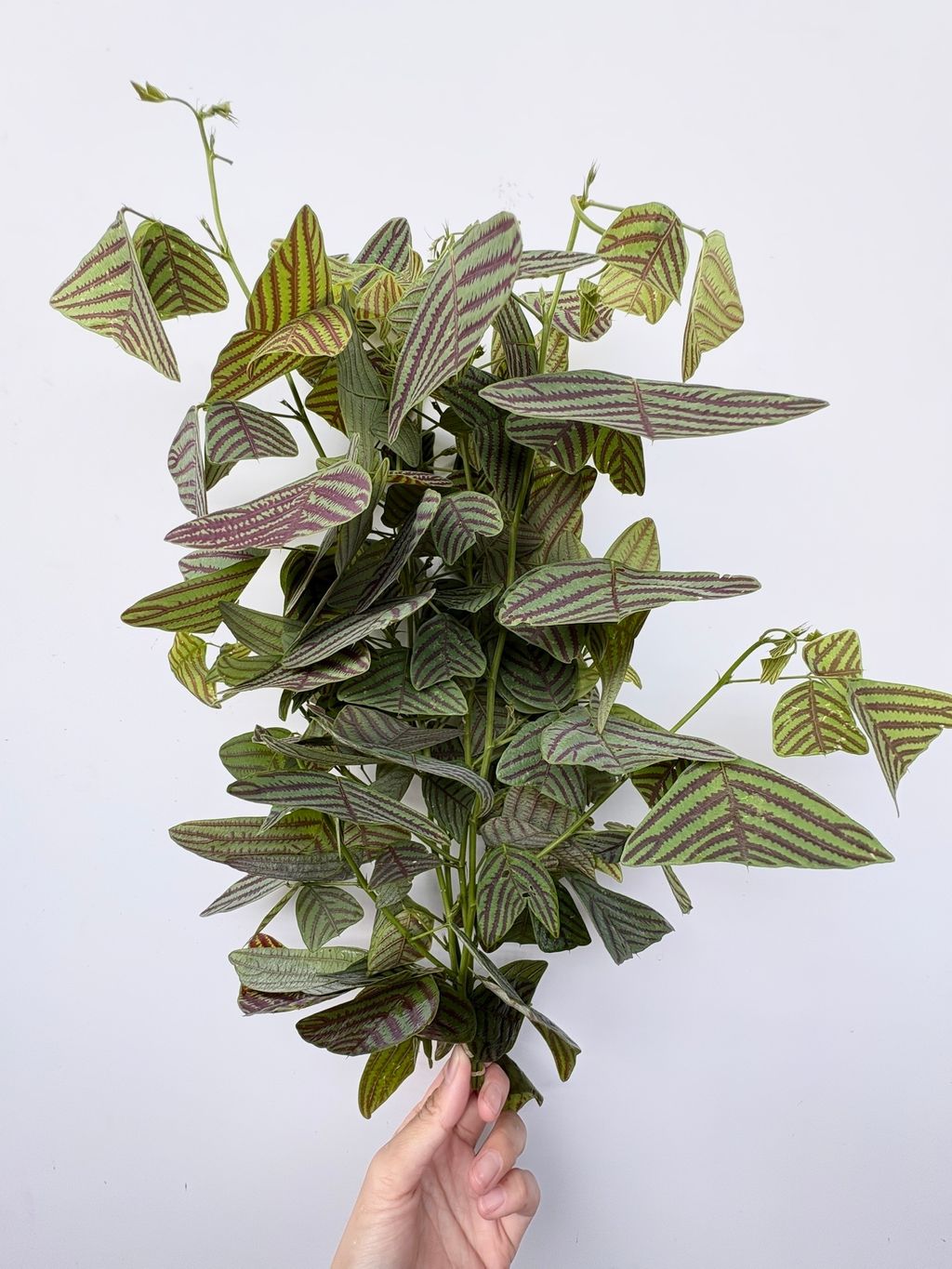 image_50A1520D-C167-4644-91D0-AF71FB3C429C_1760948027