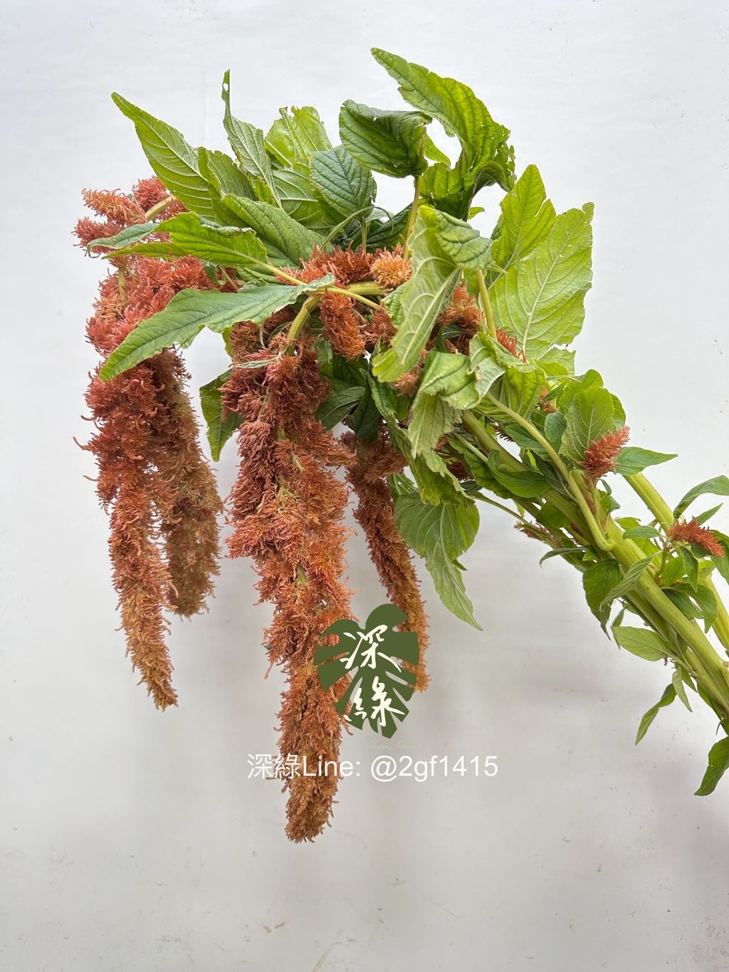 image_EAD5C80B-CB64-49B0-9D9B-17C96D5CA2EC_1761627190