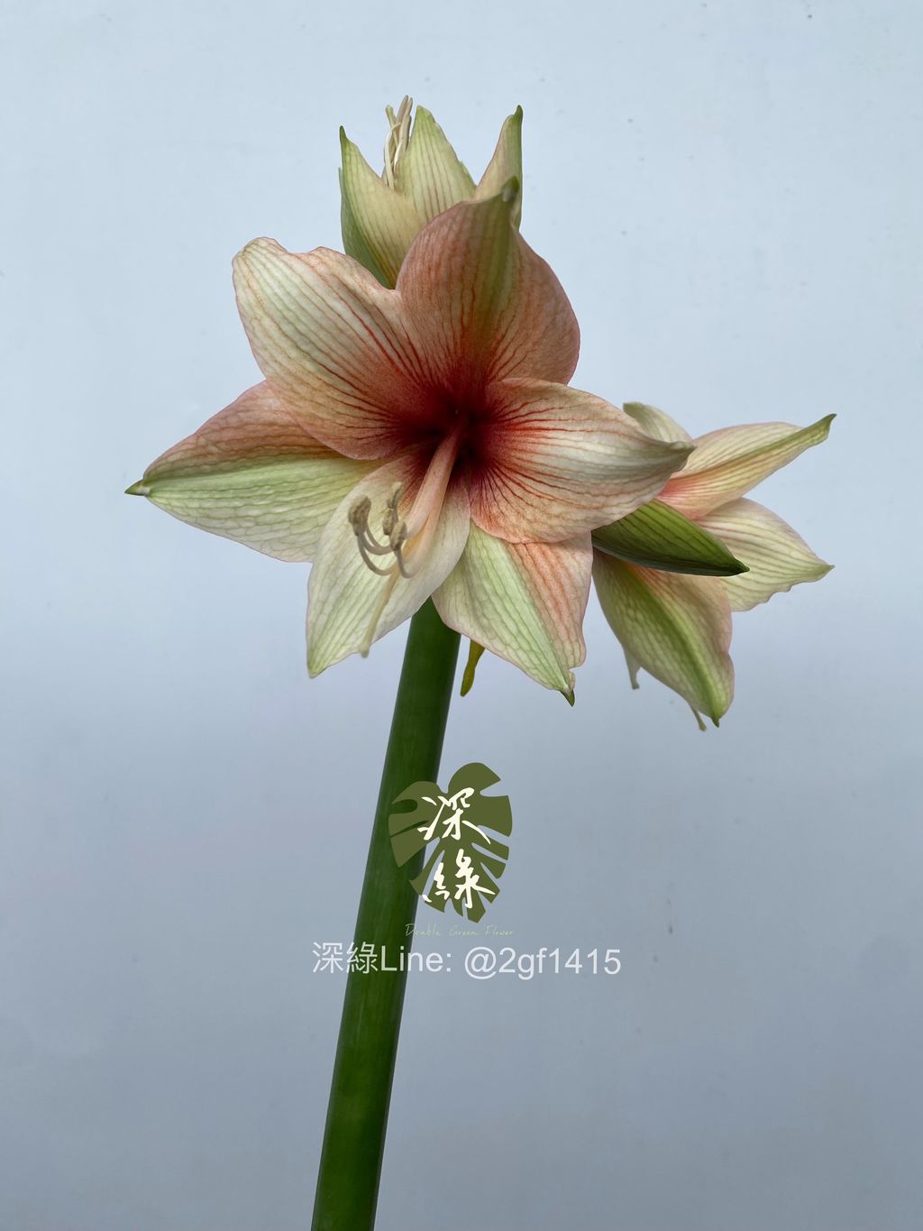 image_7CD0FAB2-DDDD-4035-84A4-138FC7017B7B_1761638167