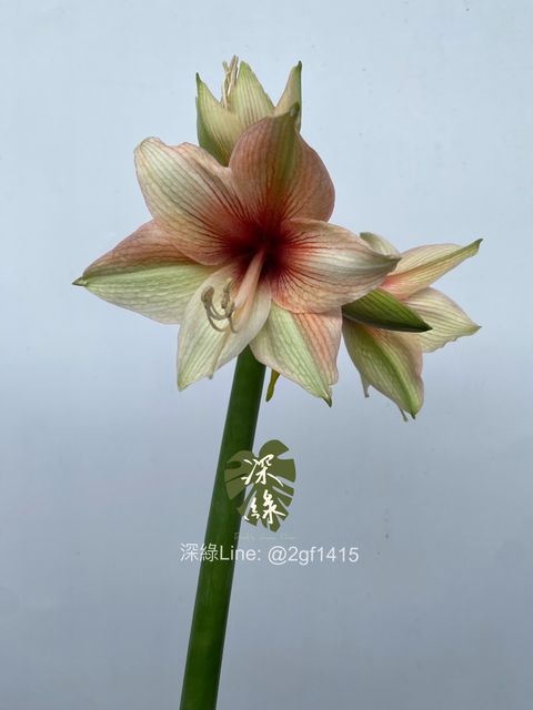 image_7CD0FAB2-DDDD-4035-84A4-138FC7017B7B_1761638167