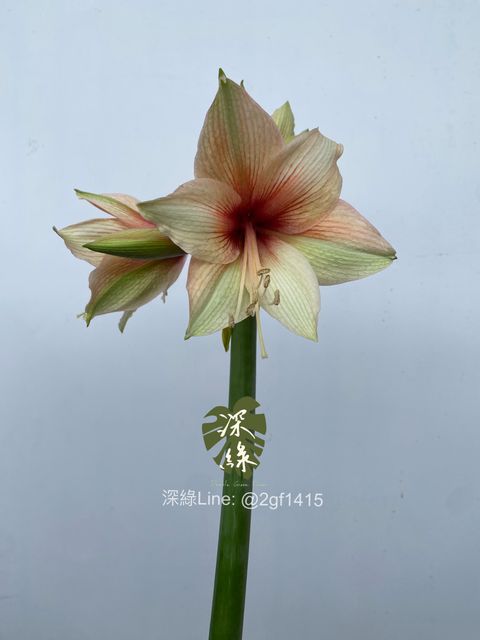 image_955FEA66-925F-4888-BEF9-F48314C5266F_1761638167