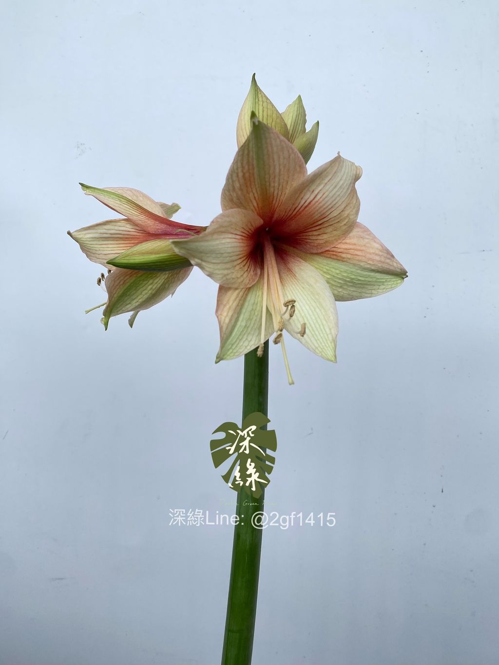 image_728DAF67-01E6-45BB-8547-9ABD172990A4_1761638167