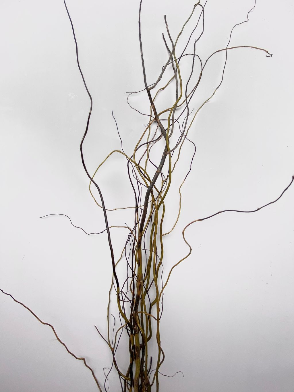 image_1A1CE975-F47D-4A34-8F8C-34002DEE049D_1761639038