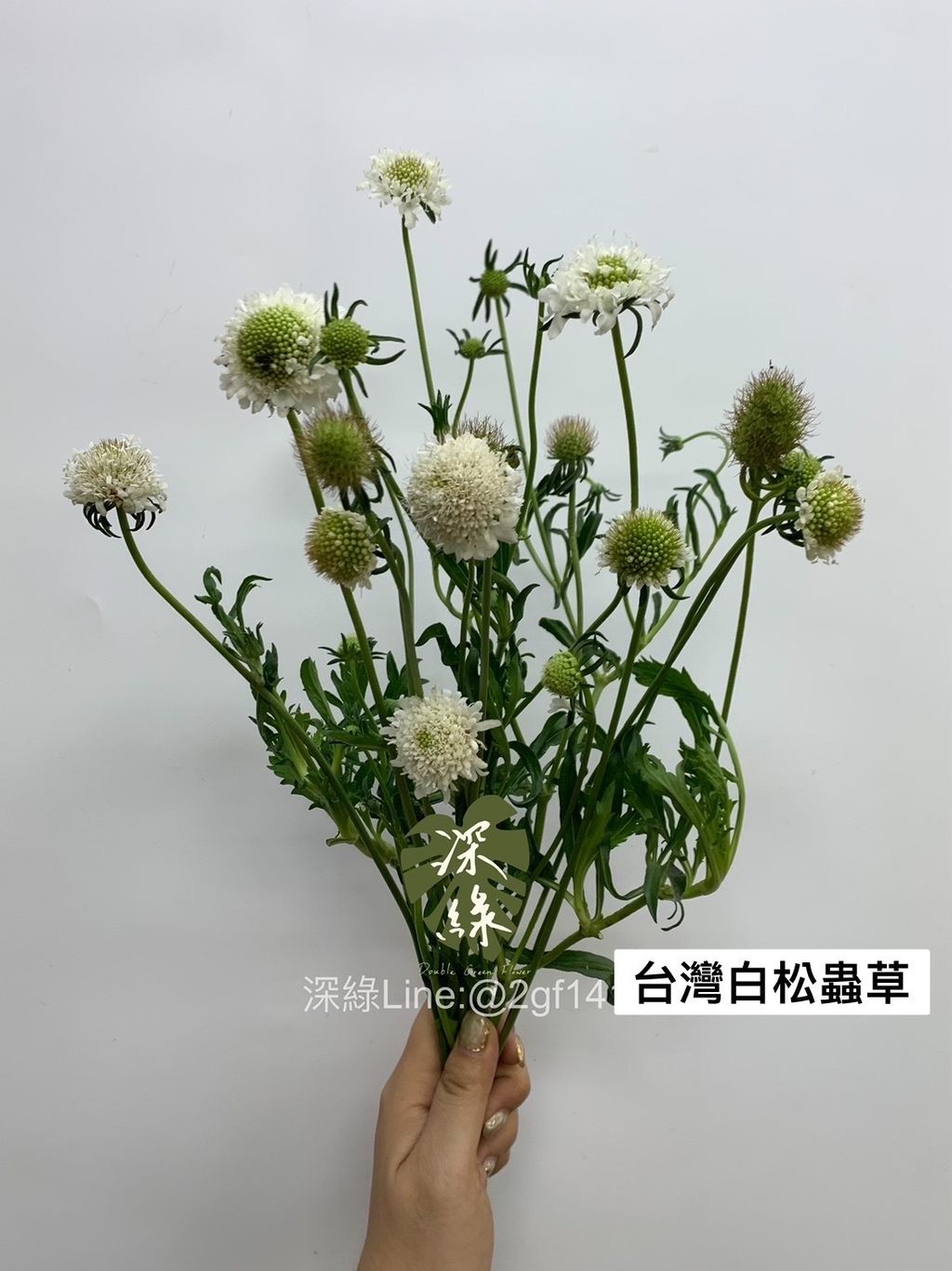 image_8449FD8A-FDF1-4DBD-AAF1-560921D9D063_1761703045