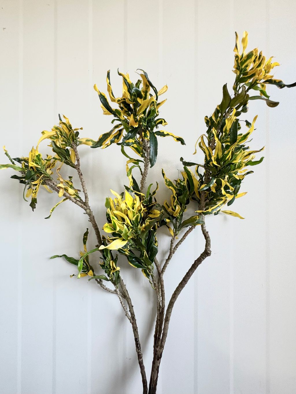 image_81C9A589-78C0-4B5A-8642-30213B27E9EC_1761712394