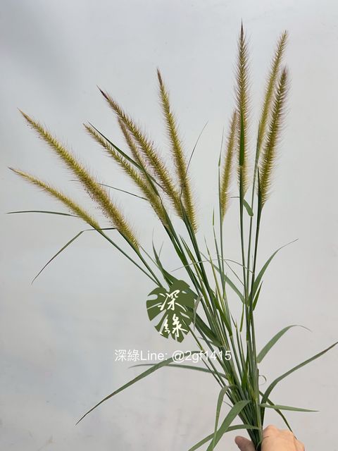 image_1B996505-BE3E-46E4-AA44-9A4588339BDC_1761716700