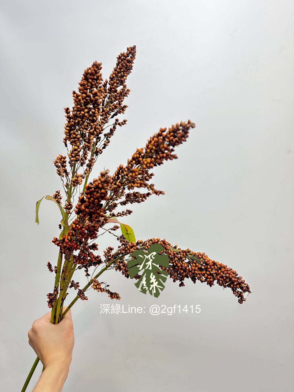 image_FE094338-0231-478D-A960-B16A60E3FB47_1761716737