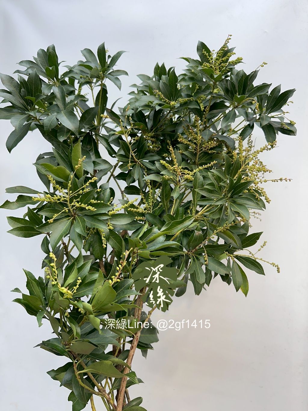 image_18C7D5D3-BB29-49E5-98C8-8862D1563CBA_1761716913