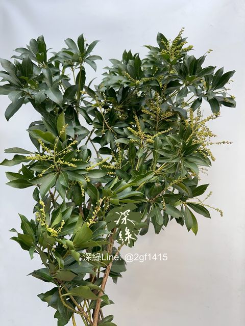 image_18C7D5D3-BB29-49E5-98C8-8862D1563CBA_1761716913