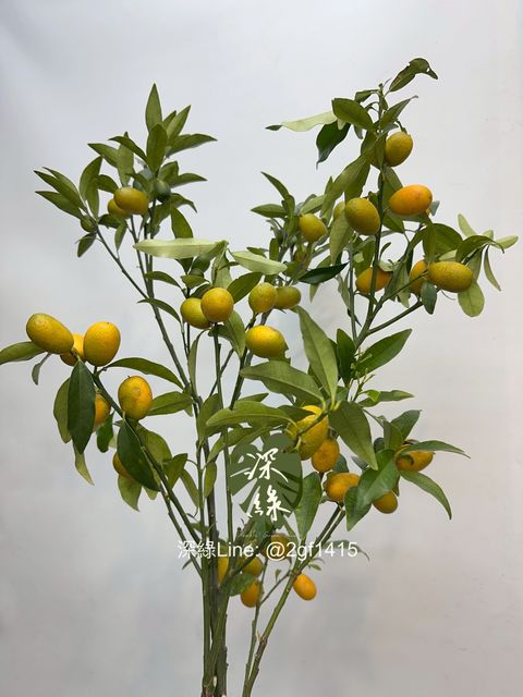 image_A845AF05-7425-4F70-B94D-6996C4D29556_1761716963