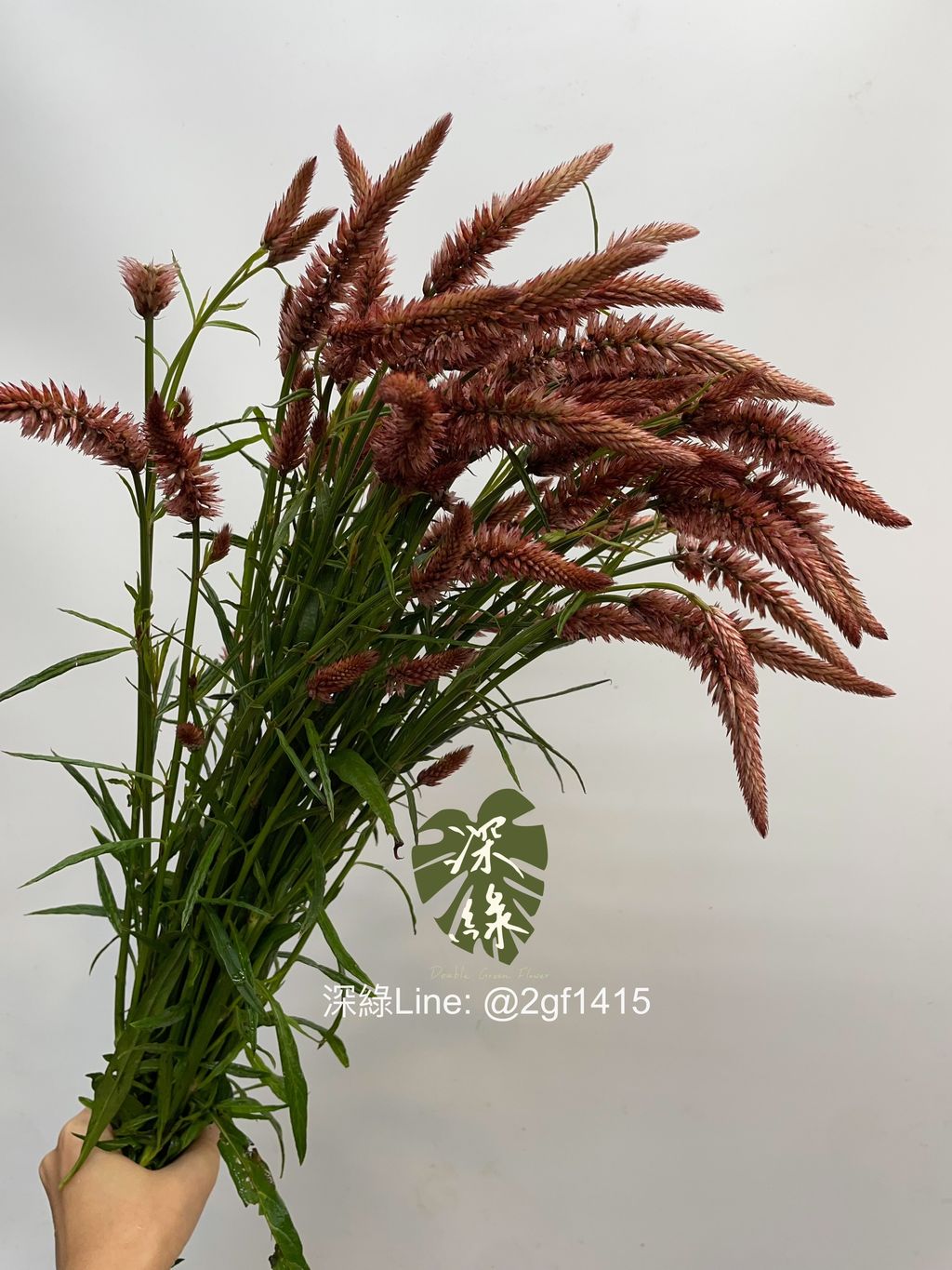 image_D7FD9269-F9E8-4718-A285-45FE94A85F82_1761795671