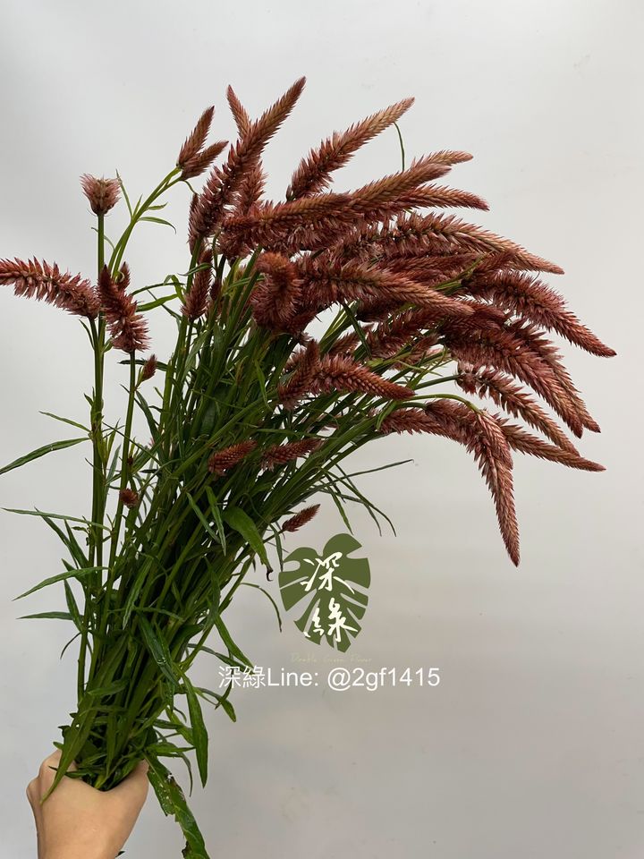 image_D7FD9269-F9E8-4718-A285-45FE94A85F82_1761795671