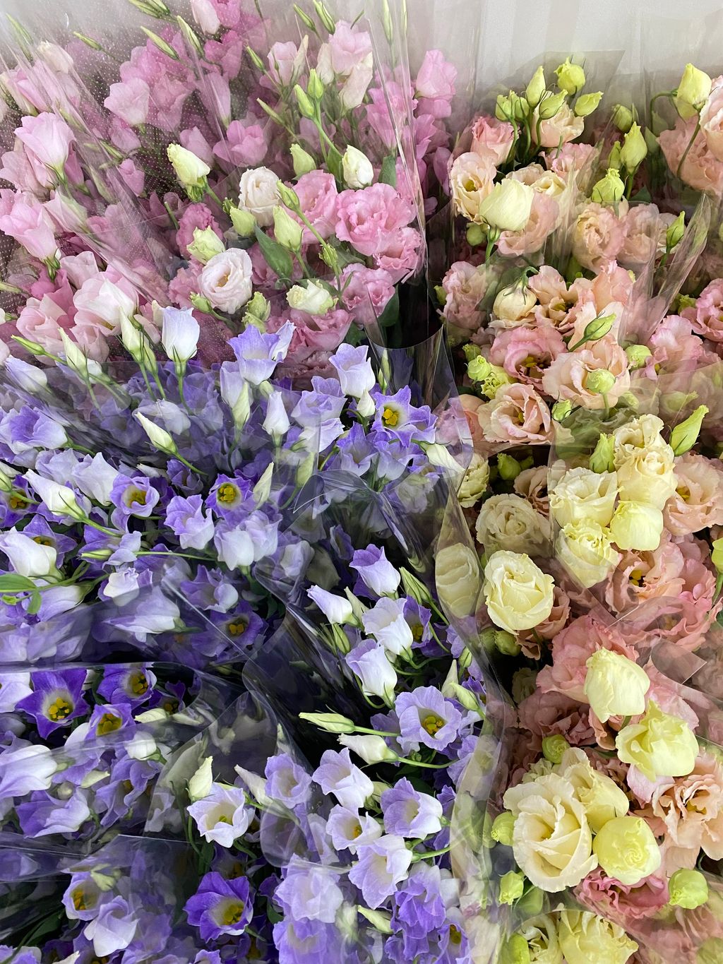 image_5F812564-DE3D-449E-809A-6A139AA6A56B_1761801309