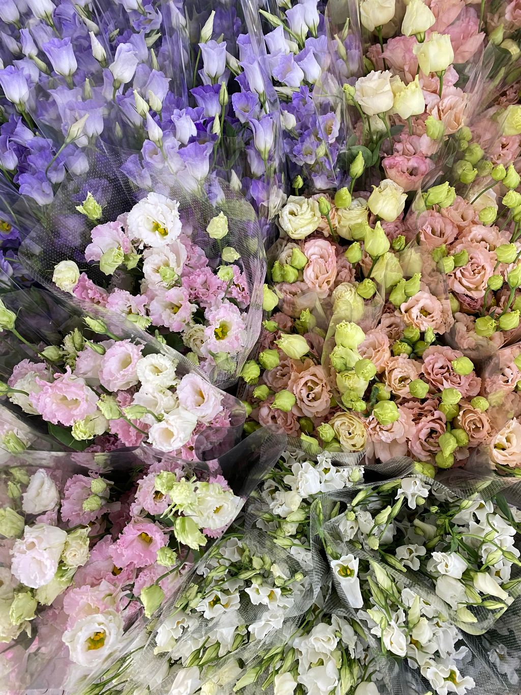 image_629BB35C-1640-4A26-BA6C-9CD0052CFBBF_1761801309